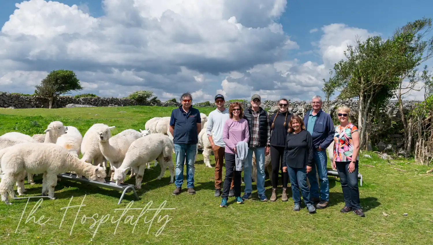 Meet the alpacas