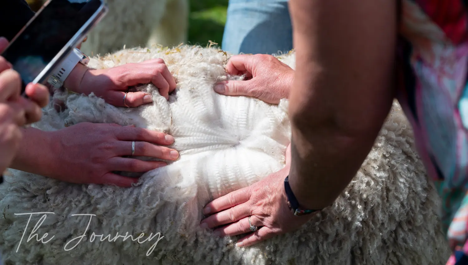 Checking alpacas wool