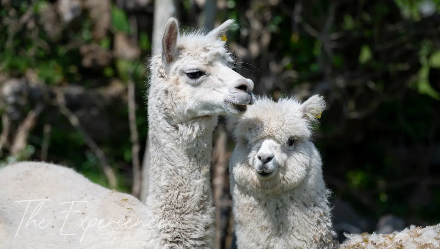 Two aplacas